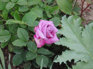 DSC02002