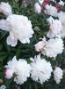 P1060876