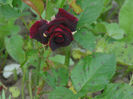 DSC02260