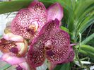 Vanda Red Spotty
