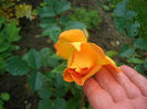 'Goldelse ®' • Barley Gold • Gold 'n' Fancy• Golden Fancy • Mulbry Rose • TANdolgnil
