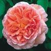 Abraham Darby