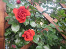 amadeus