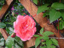 rosarium uetersen
