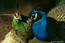 blue-peafowl-pavo-cristatus-1020
