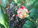 DSCN6070