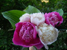 DSCN3447_005