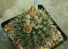 Notocactus submamulosus