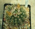 Notocactus submamulosus