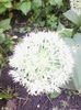 allium
