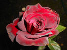 DSCN8629