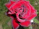 DSCN8649