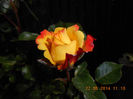 DSCN8650
