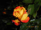 DSCN8654