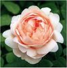 Ambridge rose