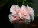 Pelargonium Orange Glitter