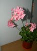 DSCN7451