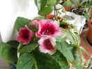 Gloxinia, a fost alb cu mijlocul grena