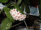hoya, seara