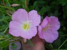 oenothera speciosa