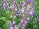 salvia officinallis
