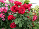SAM_5772