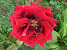 SAM_5774