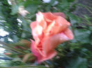 trandafir urcator