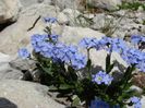 Myosotis-alpestris