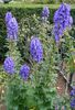 Aconitum napellus, am de la hapy