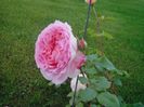 Abraham Darby (2)