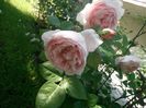 Ambridge rose (5)