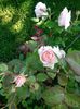 Ambridge rose (4)
