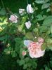 Ambridge rose (3)