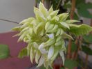 clematis Yuki Okoshi