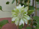 clematis Yuki Okoshi
