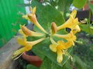 lonicera tellmaniana