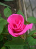 'Zéphirine Drouhin' • Charles Bonnet • Thornless Rose