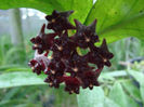 hoya lobii dark
