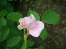 'Harlow Carr ™' • AUShouse