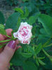 'Félicité Parmentier'