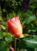 'Abraham Darby ®' • AUScot • Candy Rain • Country Darby tree