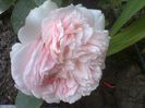 claire rose AUSLIGHT