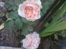 claire rose AUSLIGHT