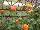 trandafiri 019