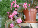 Begonia