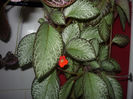 Episcia