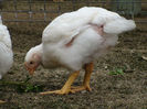 23 mai-34 zile-1,385kg