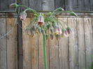 nectaroscordum siculum 002