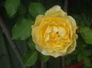 poza flori 056
